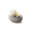 Espuma aux algues