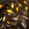 Moules marinières